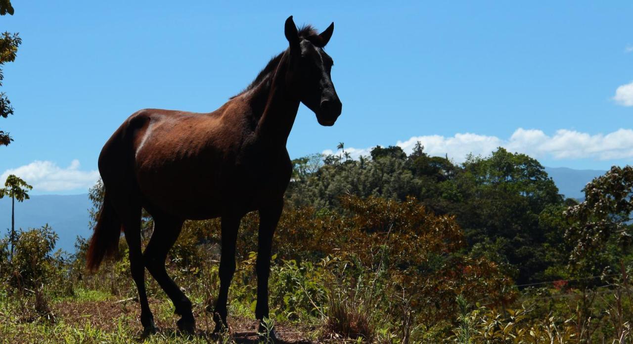 Hotel Hacienda Monteclaro Turrialba Zewnętrze zdjęcie